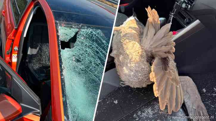Gans vliegt door voorruit van auto op A2: bestuurder gewond, gans overleden