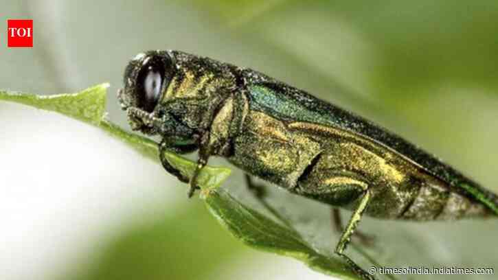 Eab Reshapes Ash Forests: 2026 reports show beetle entrenched; ecosystems, city budgets hit