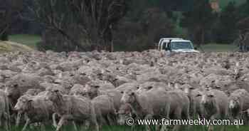 Age-old law of supply and demand pushes WA mutton prices to record highs