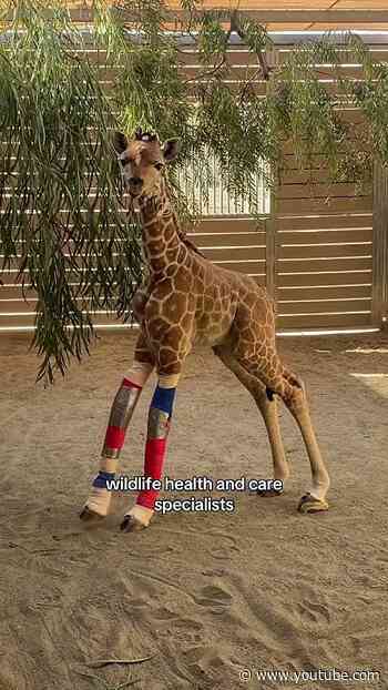 Helping a Giraffe Learn to Walk
