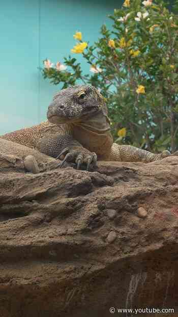 House of the Komodo dragon 🐉