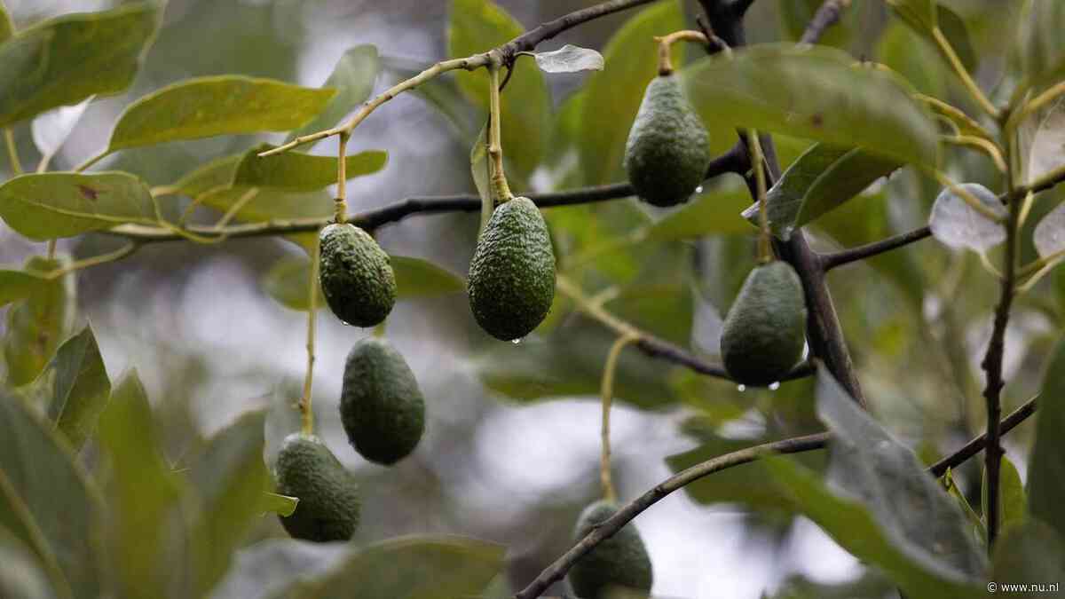 Avocadobomen veranderen dagelijks van geslacht om zichzelf niet te bevruchten
