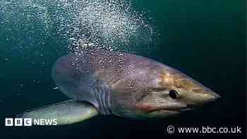 Shark species changing due to warmer waters