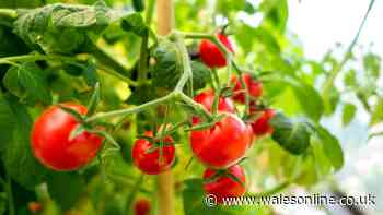 Welsh gardeners urged to add 1 key item to soil to grow juicy and plump tomatoes this summer