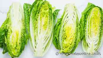 Keep lettuce fresh for up to a month by wrapping in kitchen item