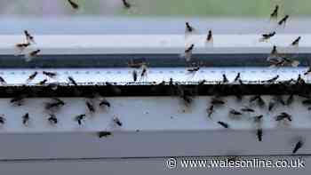 Keep flies out of homes this summer with simple 4-ingredient natural repellent