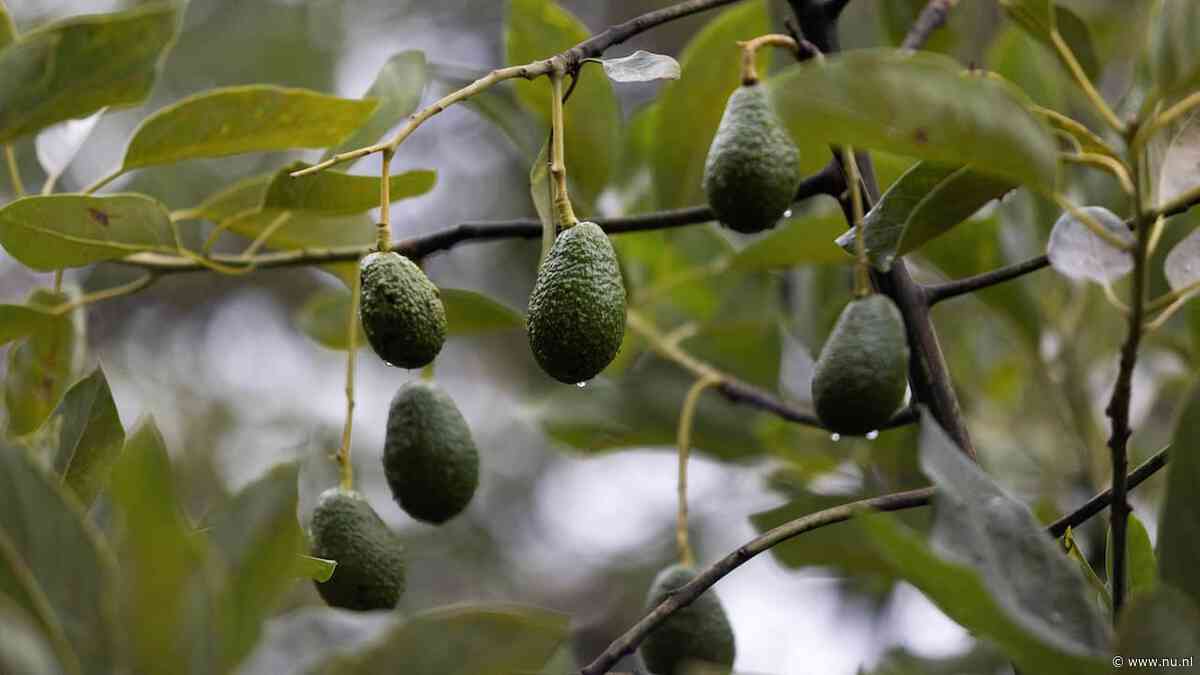 Avocadobloemen veranderen dagelijks geslacht om zelfbevruchting te voorkomen