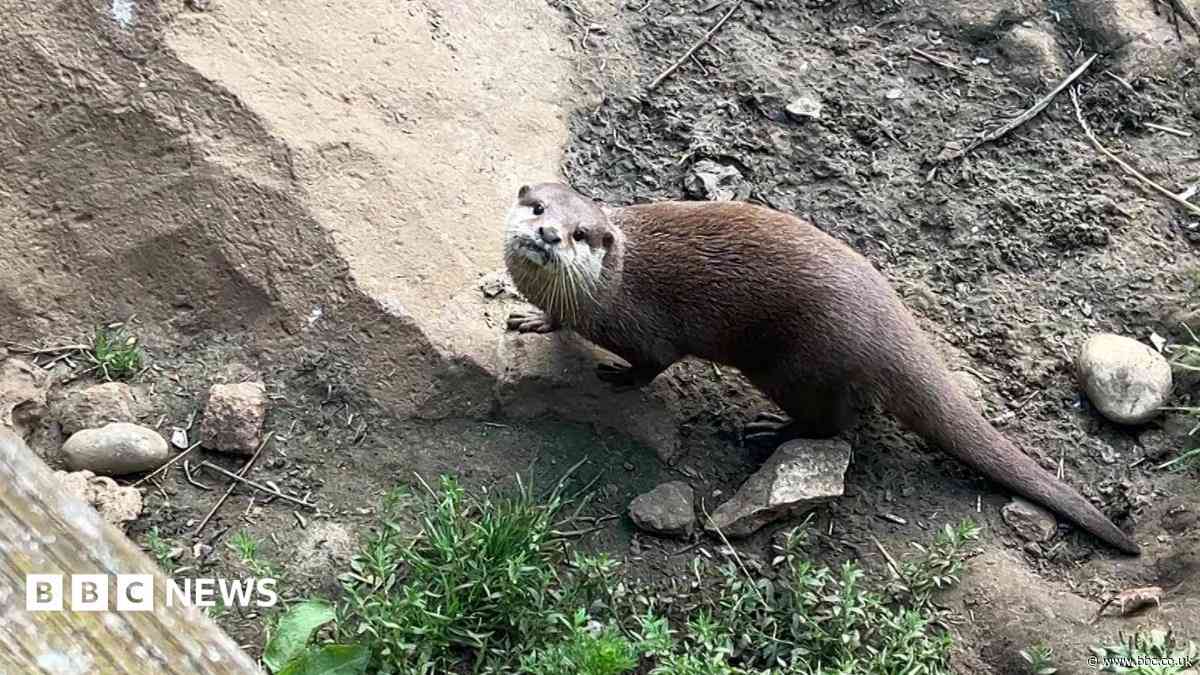 Zoo welcomes new Asian short-clawed otters