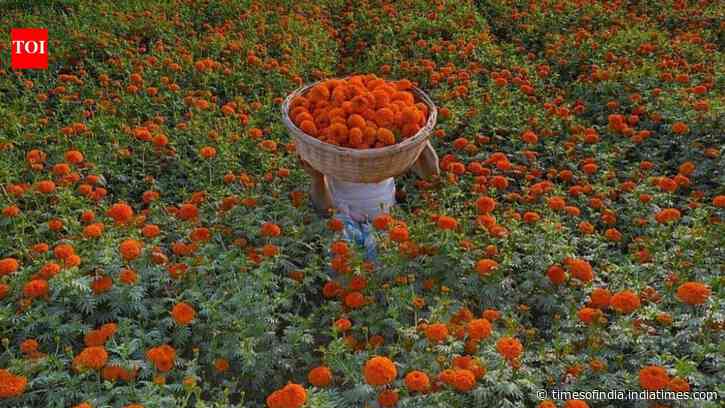Inside the Marigold Theory of relationships and why it is important in life