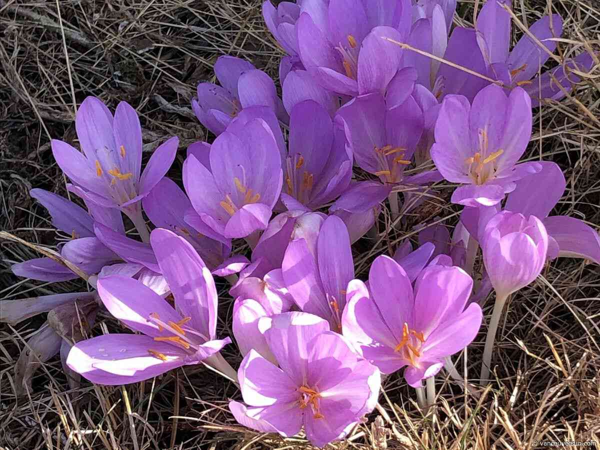 Brian Minter: This month is a critical time for gardeners. Here's what you should be doing