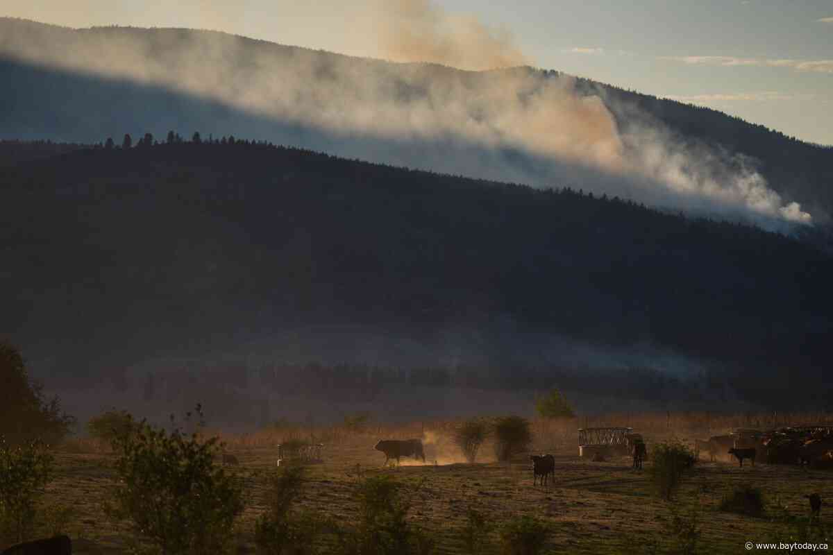 Why some B.C. farmers stay to fight, despite wildfire evacuation orders