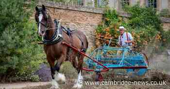 Shire horses harvest wildflower meadow at Cambridge college