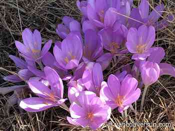 Brian Minter: This month is a critical time for gardeners. Here's what you should be doing