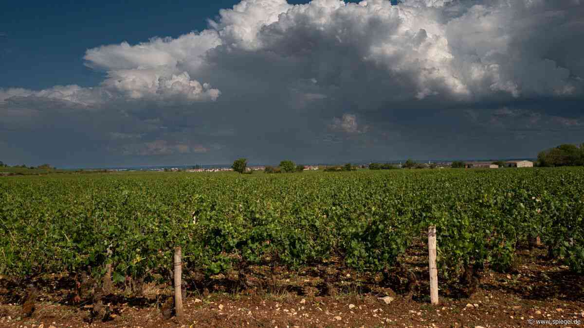 Klimawandel: Früheste Schaumweinernte im Burgund seit fast 700 Jahren