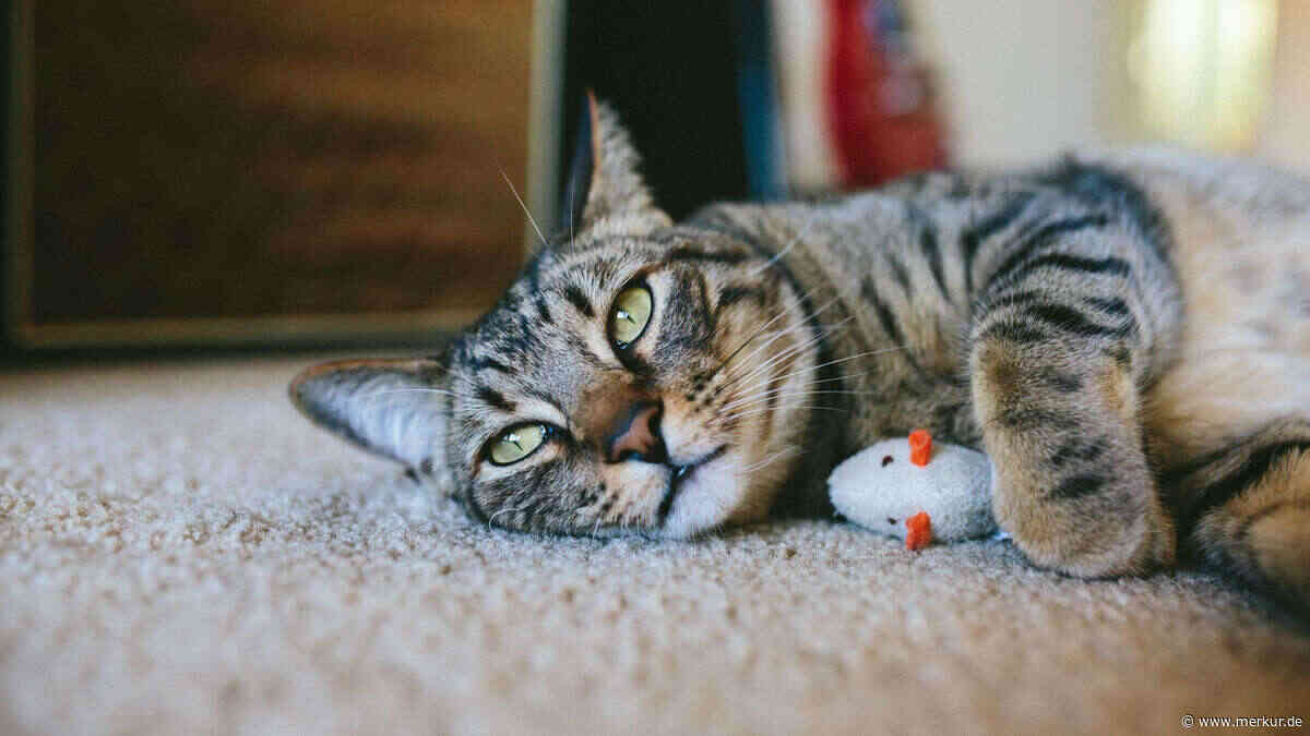 Ihre Katze wird älter denn je – aber wie bleibt sie auch gesund? Das sagt eine Ernährungsexpertin