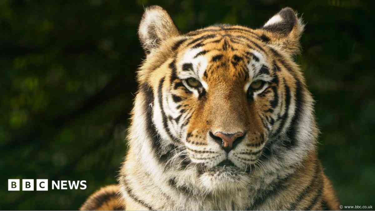 Limping tiger rescued from circus put to sleep