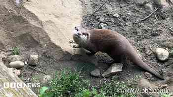 Zoo welcomes new Asian short-clawed otters