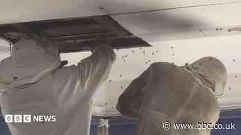 Charity raises £10k in one day to clear bee infestation
