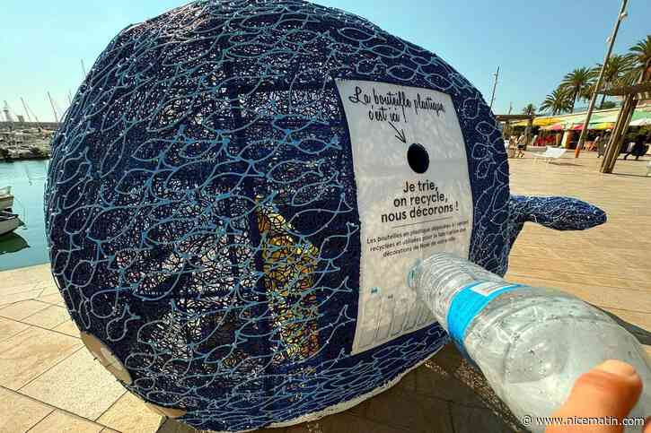 Mais d’où proviennent la tortue et la baleine remplies de déchets plastiques, échouées à Menton ?