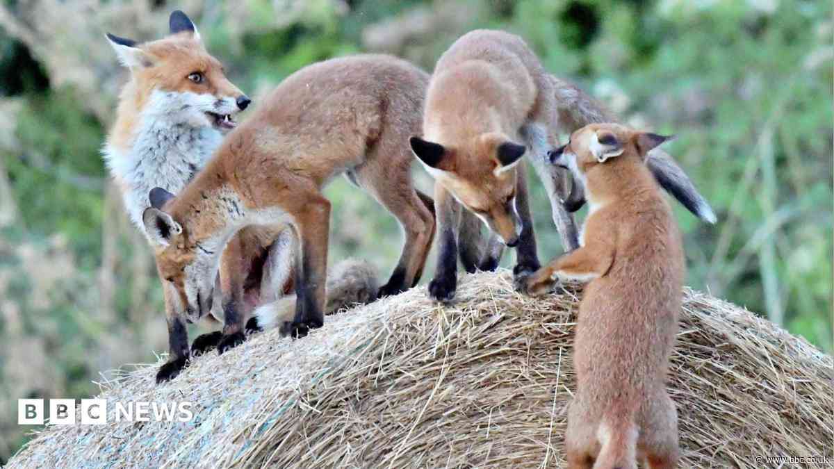 Playful foxes photos result of 'luck and patience'