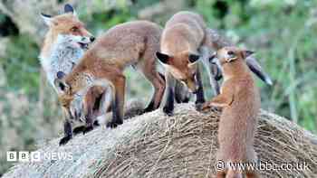 Playful foxes photos result of 'luck and patience'