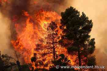 European wildfires in numbers: How record-breaking heatwaves have scorched the continent