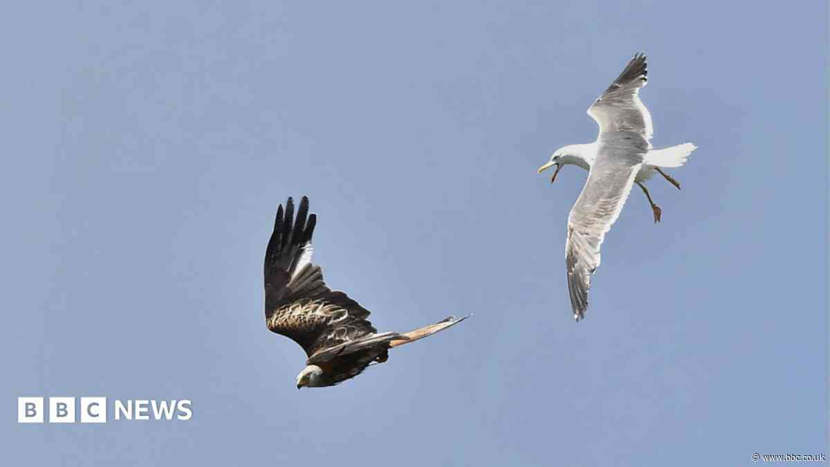 Photographers catch wildlife on show in summer heat