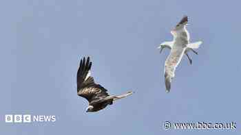Photographers catch wildlife on show in summer heat