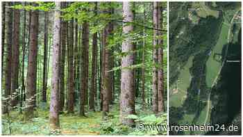 Begraben mitten im Wald: Naturfriedhof im Priental – so funktioniert die letzte Ruhe unter Bäumen