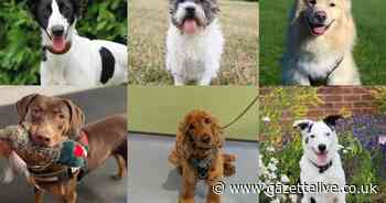 Scruff, Spud and Monty aong 26 dogs waiting to find loving homes in the North East