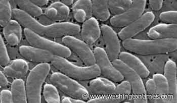 Flesh-eating bacteria kills 5 in Louisiana as cases outpace 10-year average