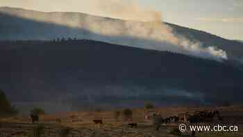 Why some B.C. farmers stay to fight in the face of wildfire