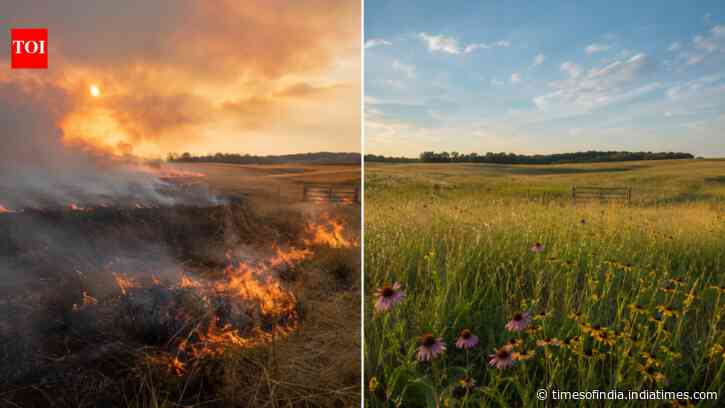 In 2002, a Kansas landowner began restoring 320 neglected acres with winter burns; 20 years later, native tallgrass and wildflowers had returned