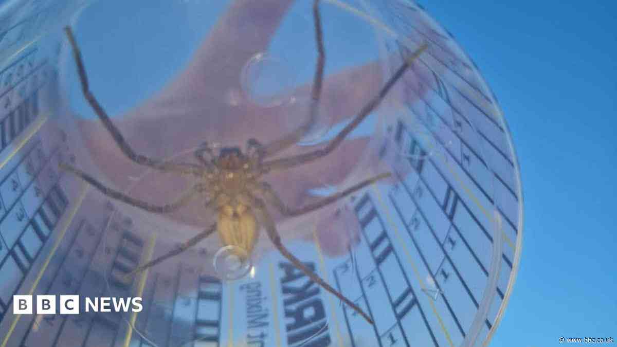 Tropical spider found in UK shipping container