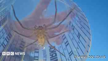 Tropical spider found in UK shipping container