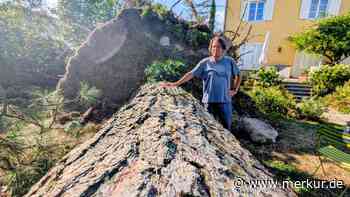 „Brutal lautes Krachen“: Unwetter bringt 33-Meter-Kiefer in Wohngebiet zu Fall