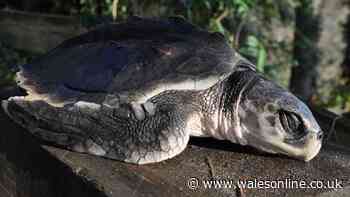 Rescue turtle to be flown 5,000 miles from Wales to home