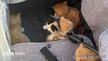 Five four-week-old kittens saved from house fire