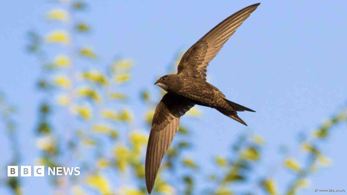 Nesting boxes for swifts to be unveiled at church