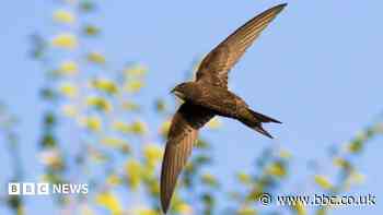Nesting boxes for swifts to be unveiled at church