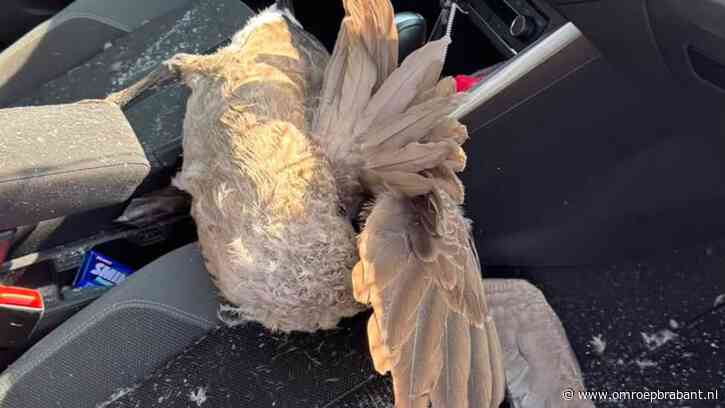 Volle zonnebloemvelden en gans door de voorruit: dit gebeurde er vandaag