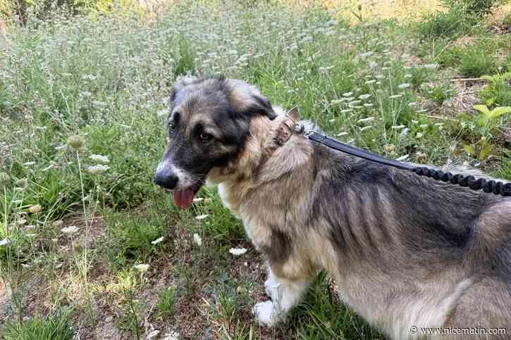 « Il y a six mois, nous aurions pu lui offrir du temps, mais son corps a dit stop » : malgré le combat d’une association, Cora, une chienne de SDF très amaigrie, n’a pas pu être sauvée de la rue à Antibes