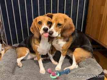 Gene-edited beagles may offer option for people with dog allergies