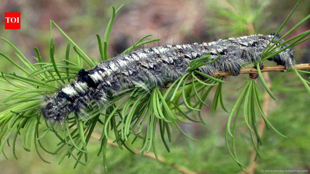 A moth outbreak has killed off forests across Siberia, now the flammable wood is causing wildfires