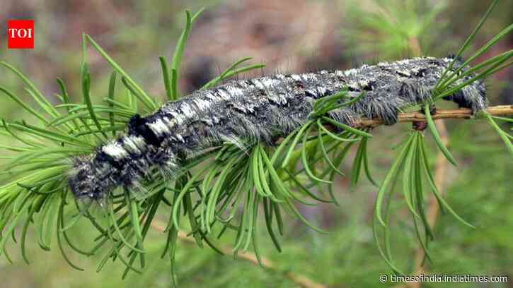 A moth outbreak has killed off forests across Siberia, now the flammable wood is causing wildfires