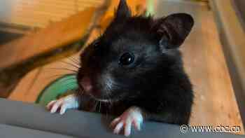 This pet hamster is probably logging more kilometres on Strava than you