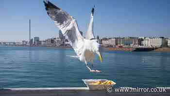Days out at UK seaside considered outdated as young people moan about seagulls, toilets and phone woes