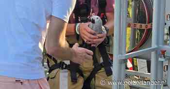 Brandweer helpt papegaai uit boom in Ede