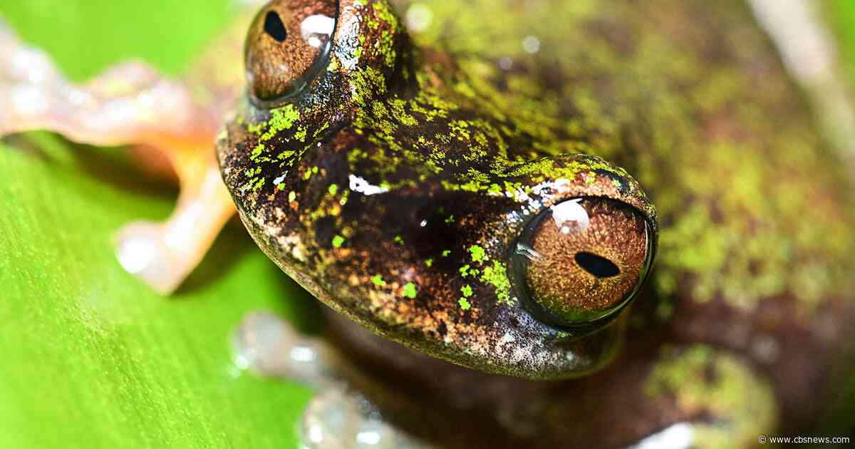 Costa Rica's newly discovered "coffee frog" faces risks from farm pesticides