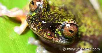 Costa Rica's newly discovered "coffee frog" faces risks from farm pesticides